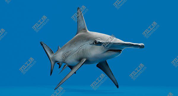 images/goods_img/20210312/Hammerhead Shark 3D model/3.jpg